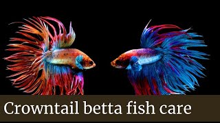 Super Black Crowntail Betta Fish Like Venom  Red Blue Betta and Rainbow Betta [upl. by Ahsieken790]