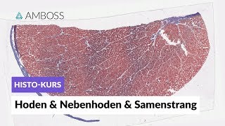 Histologie Hoden Nebenhoden und Samenstrang  Mikroskopische Anatomie  AMBOSS Video [upl. by Ahsennod]