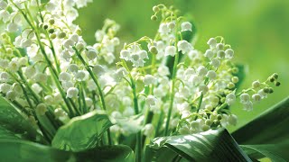 How to plant bare root Lily of the Valley [upl. by Anabella895]