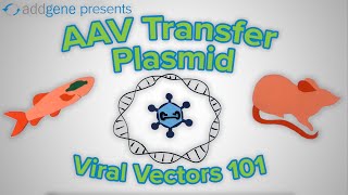 AAV Transfer Plasmids  Viral Vectors 101 [upl. by Soren]