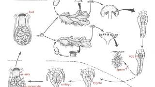 Marchantia Life Cycle [upl. by Adnohsek477]