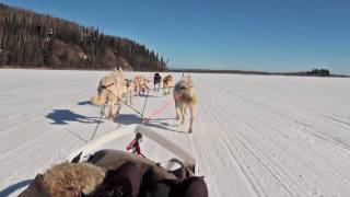 Dog Sledding  Mushing in Fairbanks Alaska [upl. by Agna]