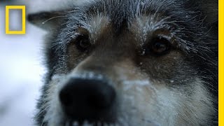 Sled Dogs  Life Below Zero [upl. by Keli]