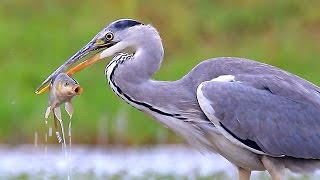 Grey Heron birds fishing [upl. by Lenette]