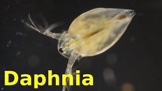 Daphnia [upl. by Eenad]