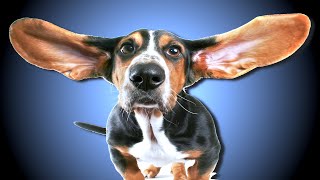 High Frequency Sound For Dogs [upl. by Greenfield187]