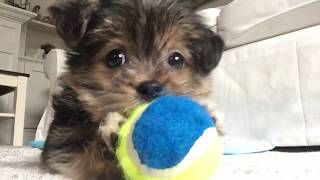 MORKIE PUPPY 8 WEEKS [upl. by Ysdnyl]