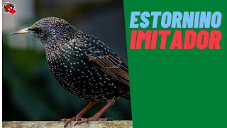 ESTORNINO El Gran Imitador 🐦​🕊️​🕊️​ [upl. by Llenyt812]