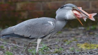 Hungry Heron Eats 20 Year Old Pet Fish [upl. by Sorenson]