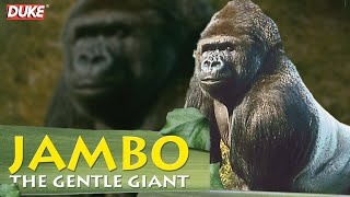 Jambo the Gorilla  The Gentle Giant  Documentary [upl. by Monsour]