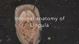 Phylum Brachiopoda Lingula Dissection [upl. by Refennej]