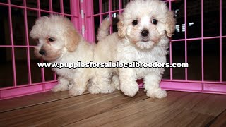 Maltipoo Yorkie Morkie Shihpoo Cavachon Puppies For Sale Atlanta Georgia Local Breeders [upl. by Andris688]