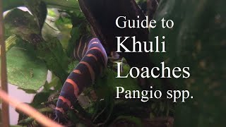 Caring for the Kuhli Loach Pangio sp [upl. by Otis]