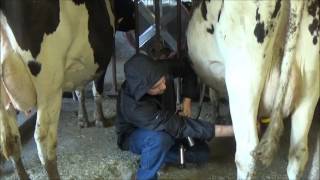 Milking Cows In The Evening [upl. by Fauver]