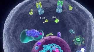 Apoptotic Pathways [upl. by Clover]