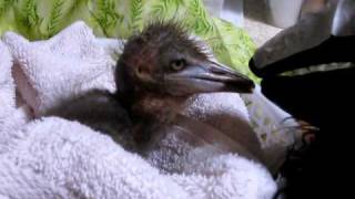 Feeding a Baby Heron [upl. by Rehpoitsirhc]