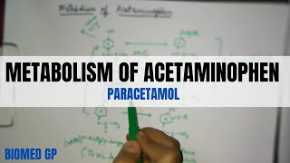 Metabolism of Acetaminophen paracetamol [upl. by Ylrak]