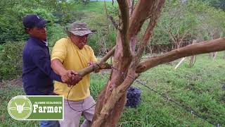 INSTALANDO ALAMBRE DE PÚAS FARMER CON GUAYABO [upl. by Birgitta]