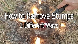 How to Remove Stumps Three Different Ways [upl. by Akoek]