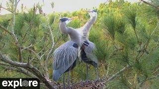 Great Blue Heron Mating Dance [upl. by Talanta]