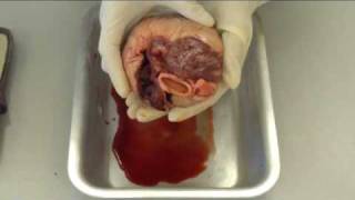 Pig Heart Dissection [upl. by Osborn]