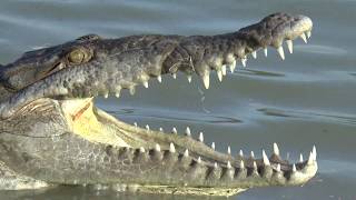 American Crocodiles in Florida [upl. by Yadroc]