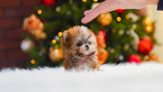 Teacup size morkie for sale │ Teacup puppy NELLA [upl. by Mattie]