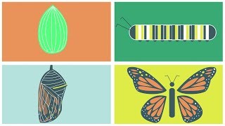 The Butterfly Life Cycle [upl. by Brigit]