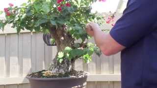 How to Bonsai  Bougainvillea Restyling the Tree [upl. by Anreval]