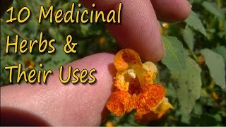 10 Medicinal Plants amp Their Uses [upl. by Suivatnom399]