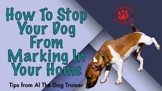 How To Stop Your Dog From Marking In Your Home  Tips From Al The Dog Trainer [upl. by Pinebrook481]