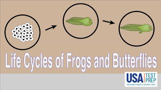 Life Cycles of Frogs and Butterflies [upl. by Mccully89]