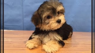 Cute Morkie puppies [upl. by Nelac]