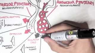 Endocrinology  Overview [upl. by Studdard]