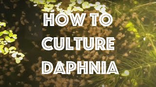 How To Culture Daphnia Magna [upl. by Ellezig]