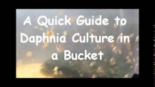 How to culture daphnia outside [upl. by Siram]