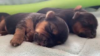 ONE WEEK OLD MORKIE PUPPIES [upl. by Mignonne]