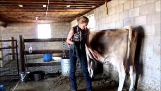 How to Milk a Cow [upl. by Algy]