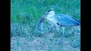 Heron Swallows Live Baby Rabbit Whole [upl. by Pendergast954]