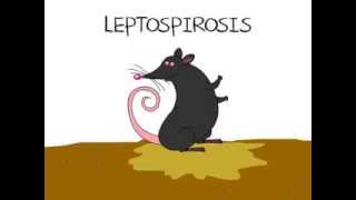 Leptospirosis [upl. by Newby]