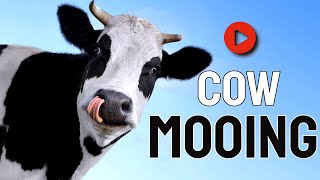 Cow Mooing  Animal Sounds [upl. by Ahseikram]