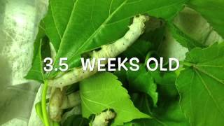 Silkworm lifecycle worm to cocoon [upl. by Esekram]