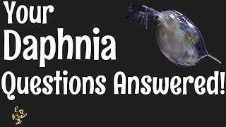 Daphnia Questions Answered [upl. by Evangelina]