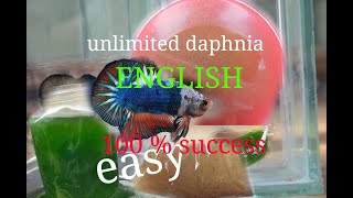 daphnia moina culture Easy way Unlimited production English  with sub Green water Chlorella [upl. by Zebapda]