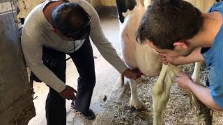 Hand milking the Cow At Amish Farm [upl. by Adnawyek639]