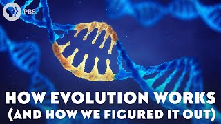 How Evolution Works And How We Figured It Out [upl. by Sergias715]