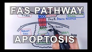 Extrinsic Pathway of Apoptosis  FAS Ligand Mediated [upl. by Aym]