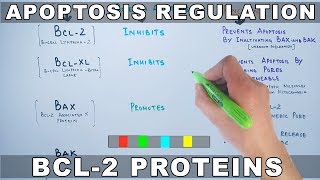 Apoptosis Regulation by Genes  Bcl2 Family [upl. by Oetomit]