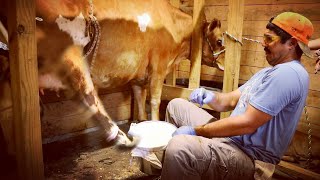 KICKED AWFUL FIRST TIME MILKING COW [upl. by Hnad]