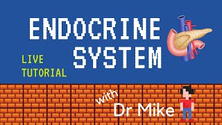 Live Tutorial Endocrine [upl. by Rabiah]